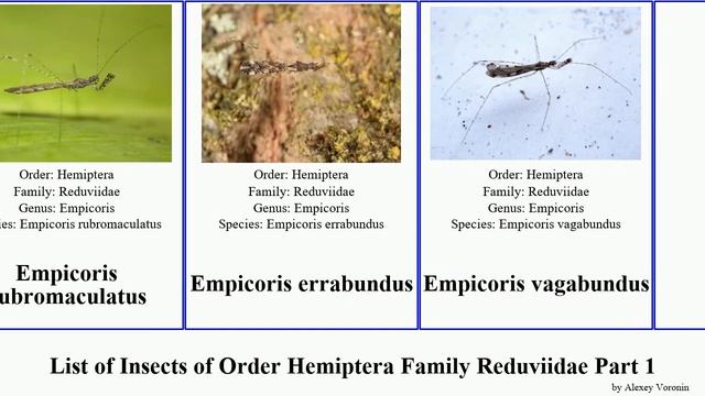 List of Insects of Order Hemiptera Family Reduviidae Part 1 acanthaspis empicoris assassin bug смотреть онлайн