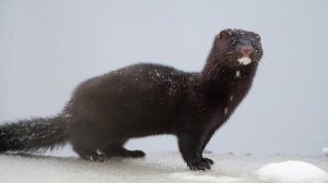 Зверюга утащила форель из пруда.