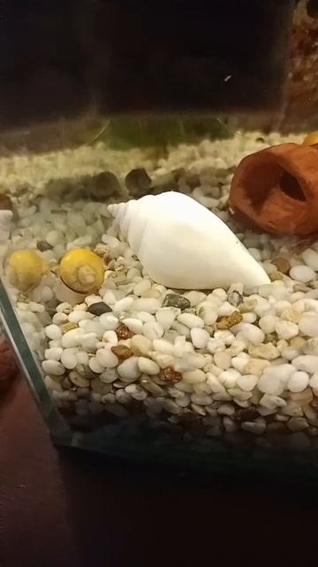 #рек #рекомендации #аквариум #reels #shortsvideo #shortvideo #subscribe #shortsviral #share смотреть онлайн