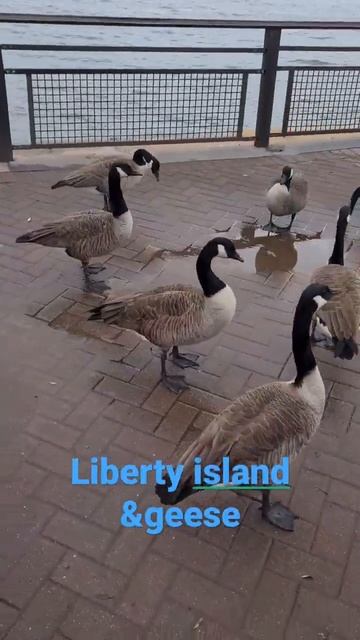 Liberty island n geese Самые свободные гуси в Мире #nyc #ny смотреть онлайн