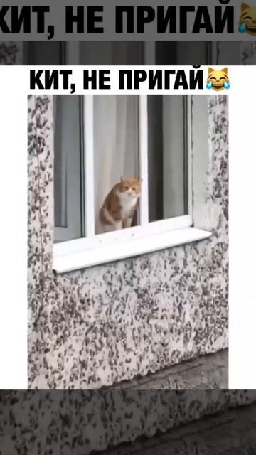 Кит, не прыгай ! смотреть онлайн