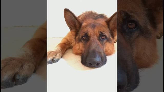 Немецкая овчарка Амур ❤️ смотреть онлайн