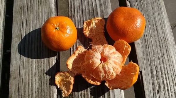 Best citrus ever - Mandarine (Citrus reticulata)