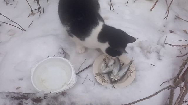 Чорно-белый друг Шарика прибежал!!!!А серенького нету... смотреть онлайн