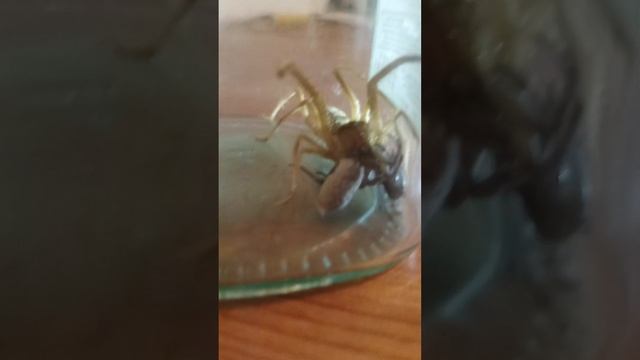 Сальпуга против саранчи