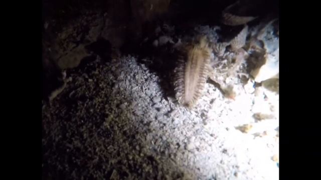 Aphrodita aculeata Polychaete worm Sea Mouse Seemaus Night Dive смотреть онлайн