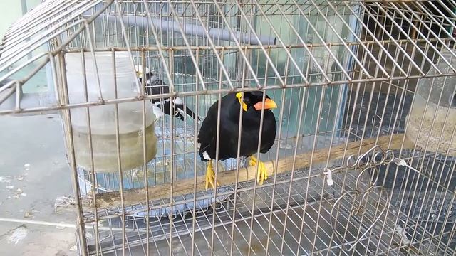 Вьетнам, птичка смотреть онлайн
