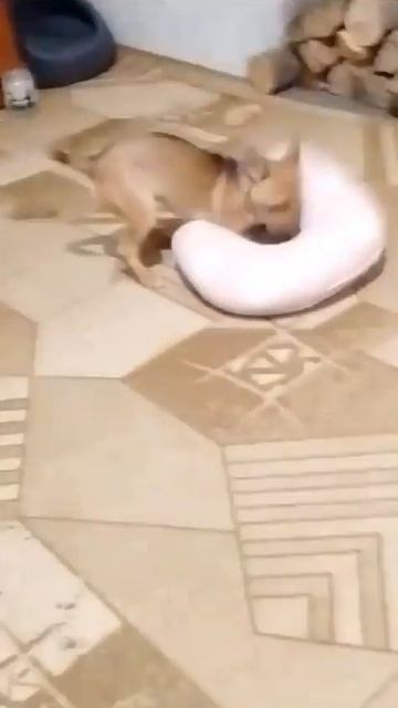 собака играет с подушкой☺😍 смотреть онлайн