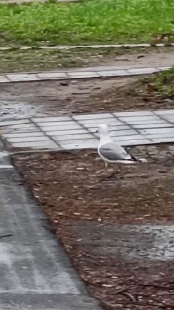 Жизнь одной маленькой чайки / The Life of one little seagull #Shorts смотреть онлайн