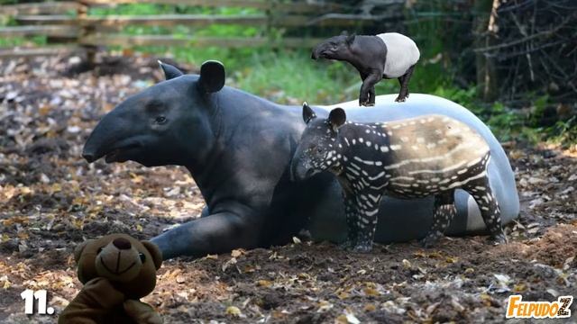 20 Datos Interesantes sobre Los Tapires Malayos | Especial 400 Suscriptores 🐴🎉 смотреть онлайн