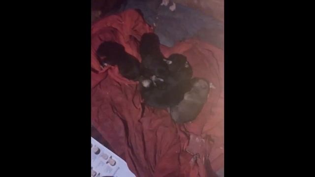 Эльза - продолжение рода. смотреть онлайн