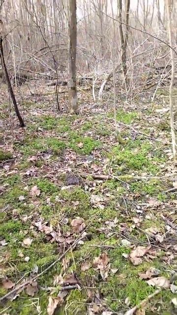 Первые цветы смотреть онлайн