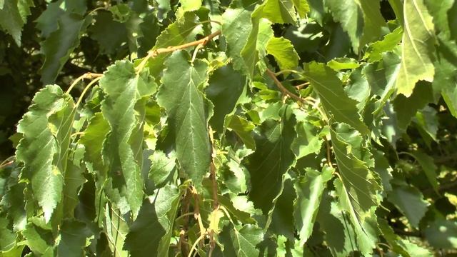 Törökmogyoró - Corylus colurna - tuja.hu смотреть онлайн