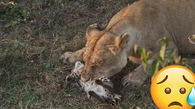 Lion attacks fihote in the jungle | Лев нападает на фихота в джунглях |👁️ смотреть онлайн