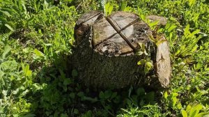 Результат избавления от девичьего винограда и старого клёна