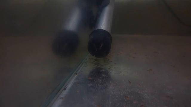 Мальки коридороса 10 дней смотреть онлайн