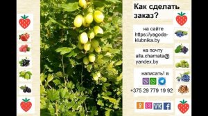 Крыжовник Вудпекер