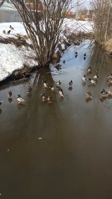 УТКИ-УБИЙЦЫ ВЫШЛИ НА ЛЕД!!! МАССОВОЕ БЕЗУМИЕ!!! смотреть онлайн