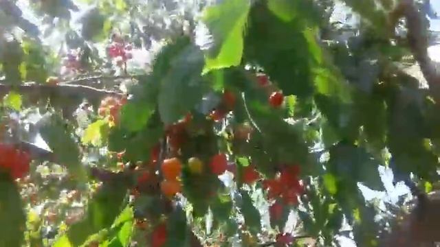 В Крыму на Троицу поспела черешня - 27 мая 2018 года. смотреть онлайн