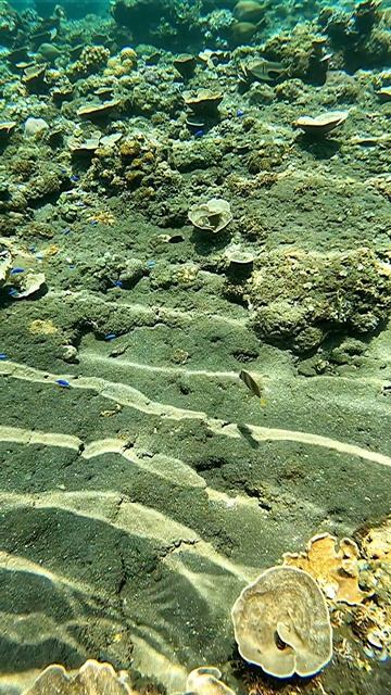 красота/глубина #дайвингбали