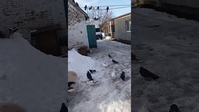 думал забрал ястреб две голубки а оказалось одну. сегодня под вечер прилетела конопатая. смотреть онлайн