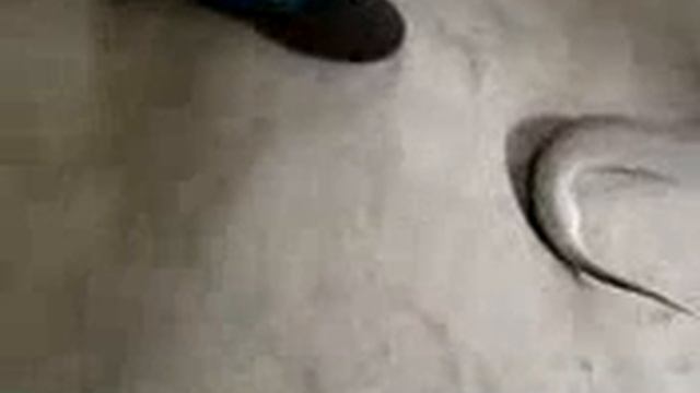 GIANT RUSSELL'S VIPER (Daboia russelii) смотреть онлайн