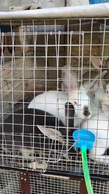 one month old rabbit vs 4 months old california rabbit смотреть онлайн