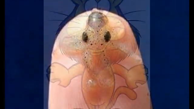 котики собачки и многие другие смотреть онлайн