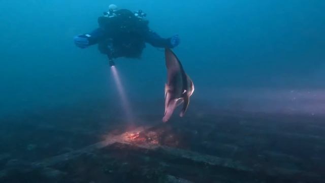 Pinnatus Batfish @_@ смотреть онлайн