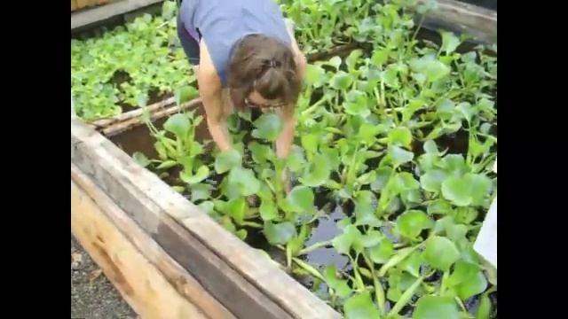 Jacinthes d'eau géantes en Estrie: Pépinière aquatique de Fitch Bay смотреть онлайн