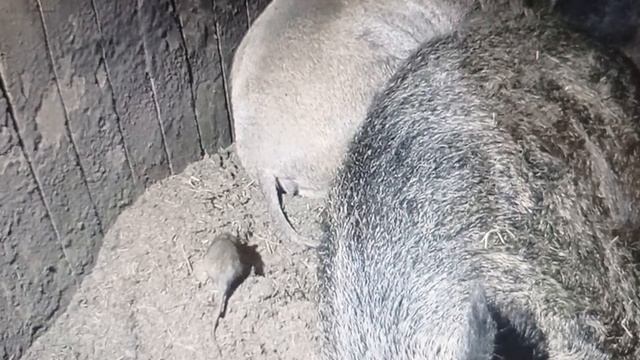 Наглая крыса... смотреть онлайн