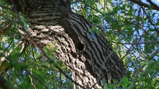 Starling nest смотреть онлайн