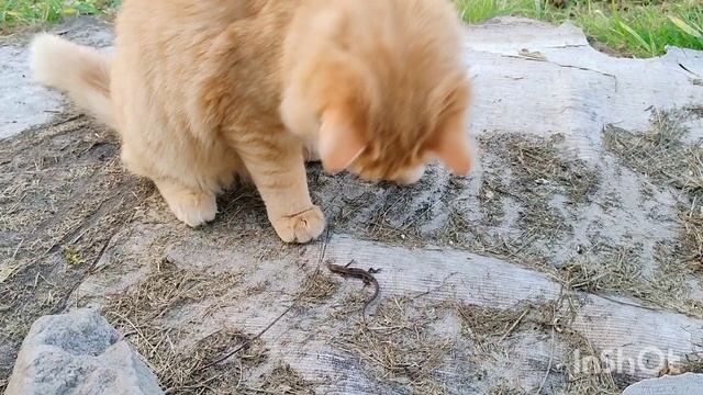 Кот и Ящерица #кошки #коты #котики смотреть онлайн