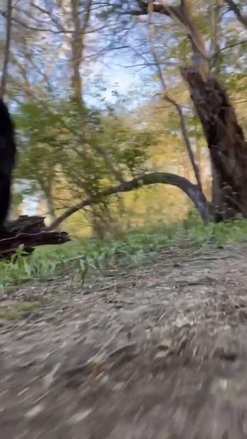 Giant puppy Leo Winston McRib explores a forest path #shorts смотреть онлайн