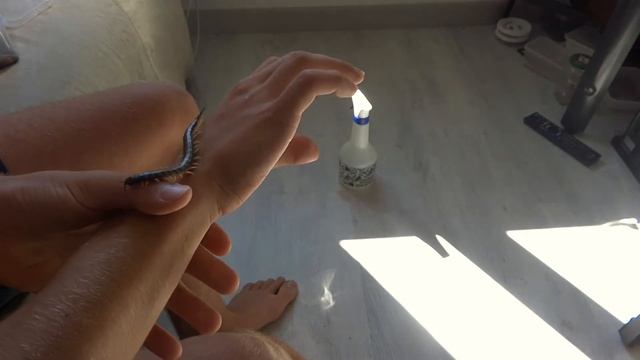 Handling my juvenile S cingulata смотреть онлайн