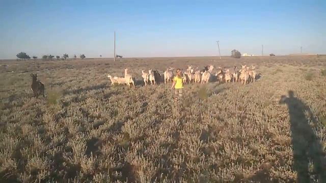 весёлая пастушка смотреть онлайн