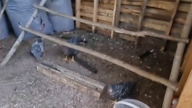 Как я выращиваю кур и бройлеров без единой потери. Из 88 голов выжили все. смотреть онлайн