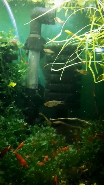 Dwarf Emerald Rasbora Juveniles!🤩 смотреть онлайн