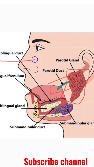 Facial Nerves gland and duct 📲📲📲📲📲 смотреть онлайн