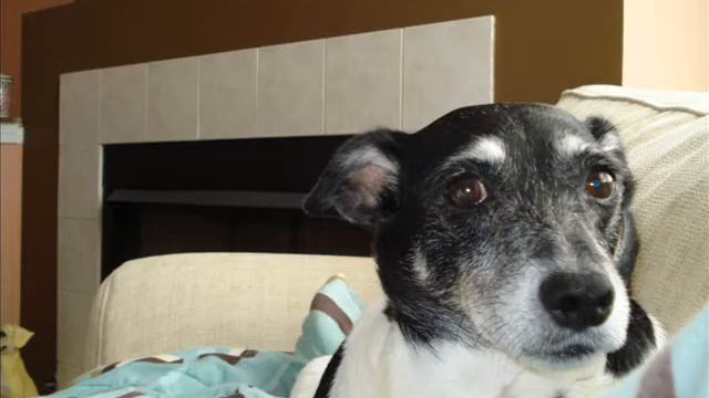 Cody's Tribute (Dog Tribute Video) смотреть онлайн