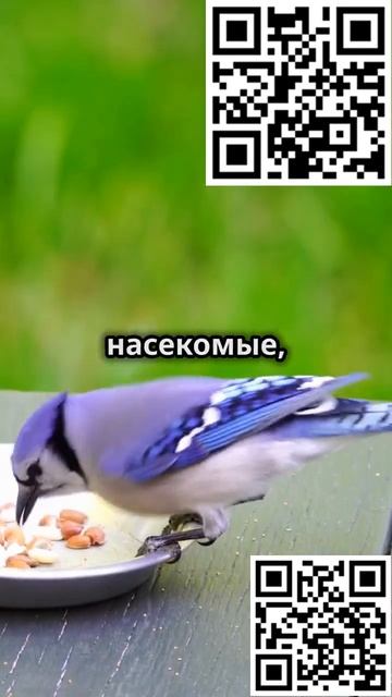Сойка: Яркая Птица Лесов и Парков #животные #сойка #птицы #animals #shortsvideo #shorts #jay смотреть онлайн