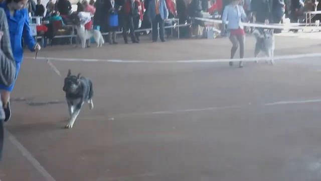 Оборона 18 03 2018 Минск смотреть онлайн