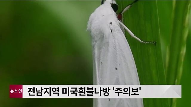전남지역 미국흰불나방 ′주의보′ смотреть онлайн