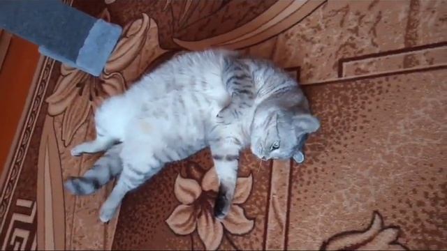 Кошка Маша говоруша такая😃 смотреть онлайн