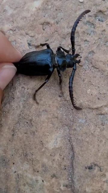 Prionus Californicus what to do if you see one any why they are bad смотреть онлайн