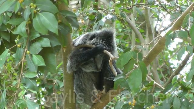 Silvered leaf monkey (T. cristatus), Malaysia. 20160922_110600.m2ts смотреть онлайн