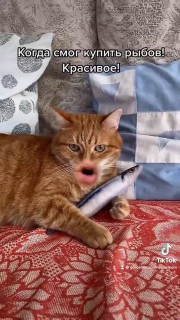 Котик показывает рыбов. Красивое. #Куплинов смотреть онлайн