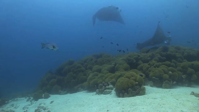 Manta Dive, Maldives, by Steve Evans смотреть онлайн