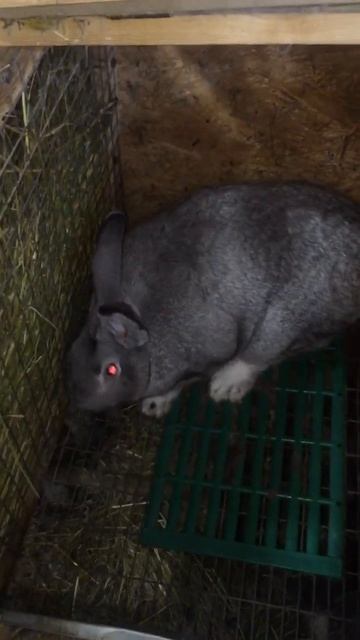 Самец Советской шиншиллы смотреть онлайн