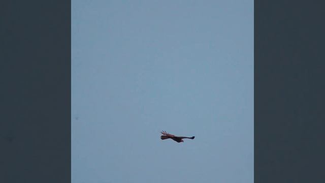 鵟 321 3719 1920 смотреть онлайн